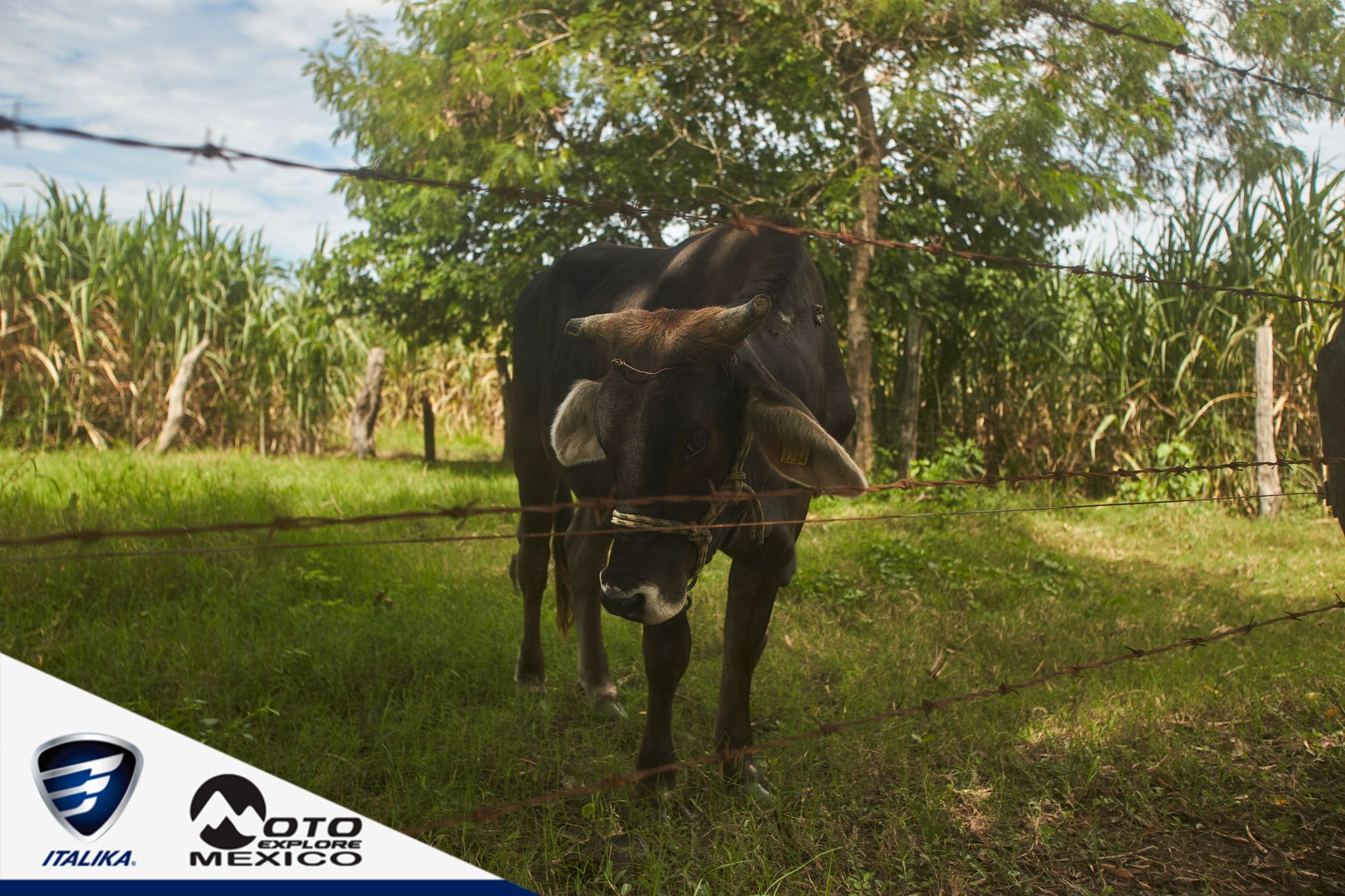 ITALIKA CHACHALACAS D2 178